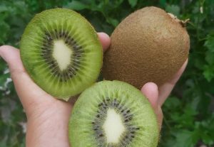 3 Manfaat Buah Kiwi Untuk Tubuh Manusia